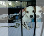 Small #1 Dachshund-Jack Russell Terrier Mix