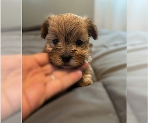 Morkie-Shih Tzu Mix Puppy for sale in VIRGINIA BEACH, VA, USA