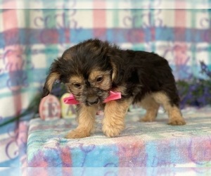 Shih Tzu-YorkiePoo Mix Puppy for sale in LANCASTER, PA, USA