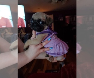 Pug Puppy for sale in FRANKFORT, KY, USA