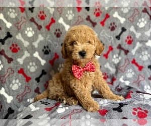 Goldendoodle (Miniature) Puppy for sale in LAKELAND, FL, USA