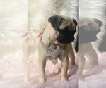 Small Photo #22 Pug Puppy For Sale in CANTON, CT, USA
