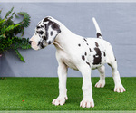 Small #6 Great Dane