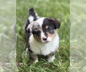 Pembroke Welsh Corgi Puppy for sale in GRAFTON, OH, USA