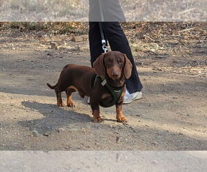 Father of the Dachshund puppies born on 04/23/2026