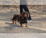Small Photo #1 Dachshund Puppy For Sale in MUSCOY, CA, USA
