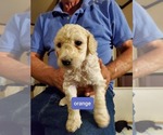 Small Photo #8 Poodle (Standard) Puppy For Sale in MONROE, NC, USA