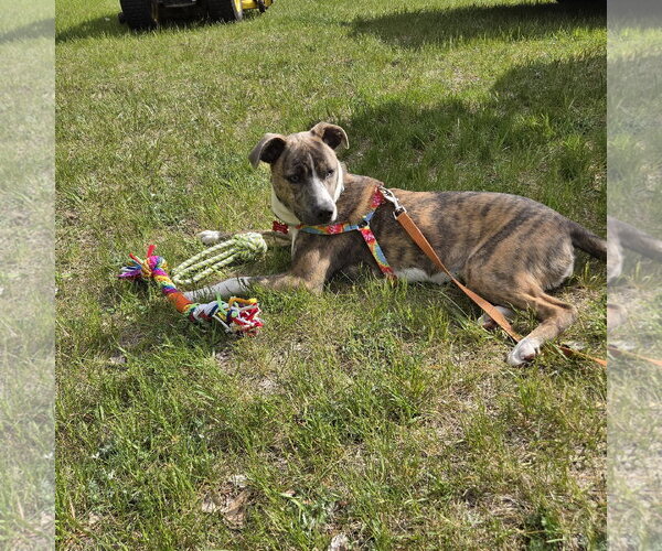 Medium Photo #21 Mutt Puppy For Sale in Fargo, ND, USA