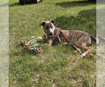 Small #20 Mutt