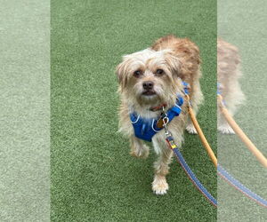 Maltese-Unknown Mix Dogs for adoption in Bellevue, WA, USA