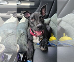 American Staffordshire Terrier-Unknown Mix Dogs for adoption in Royal Palm Beach, FL, USA