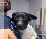 Peter - Male Mutt Dog for Adoption - Small photo