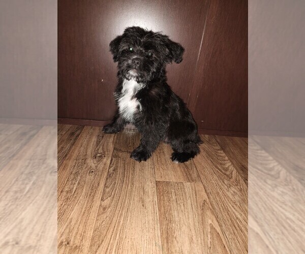Medium Photo #3 YorkiePoo Puppy For Sale in LAPEER, MI, USA
