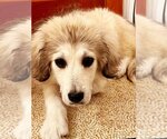 Small #6 Great Pyrenees Mix