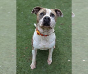 American Staffordshire Terrier-Unknown Mix Dogs for adoption in Calhoun, GA, USA