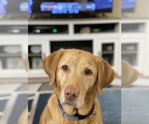 Labrador Retriever Dogs for adoption in CHARLESTON, WV, USA