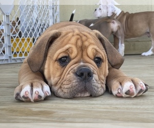 Olde English Bulldogge Puppy for sale in CLEVES, OH, USA