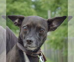 Small #3 Italian Greyhuahua