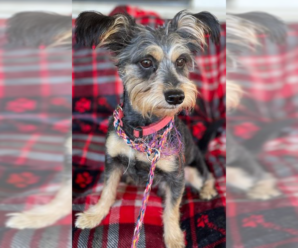 Medium Photo #1 Mutt Puppy For Sale in Cranston, RI, USA