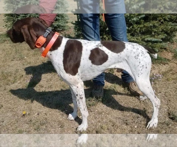 Medium Photo #1 German Shorthaired Pointer Puppy For Sale in CHEYENNE, WY, USA