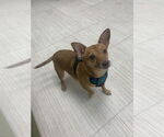 Small #15 Chihuahua Mix