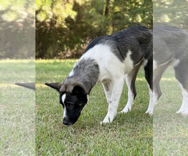 Medium Photo #5 Shollie Puppy For Sale in Texarkana, TX, USA