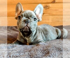 French Bulldog Puppy for sale in TAMPA, FL, USA