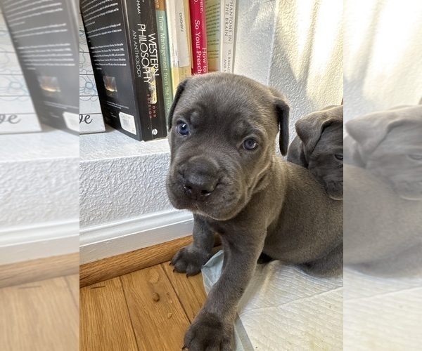 Medium Photo #1 Cane Corso Puppy For Sale in SUFFOLK, VA, USA