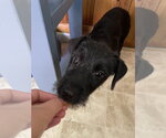Small #4 Mutt