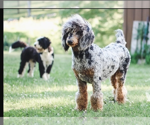 Medium Photo #1 Bernedoodle Puppy For Sale in O FALLON, MO, USA
