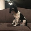 Small Photo #31 Poodle (Standard) Puppy For Sale in AUGSBURG, IL, USA