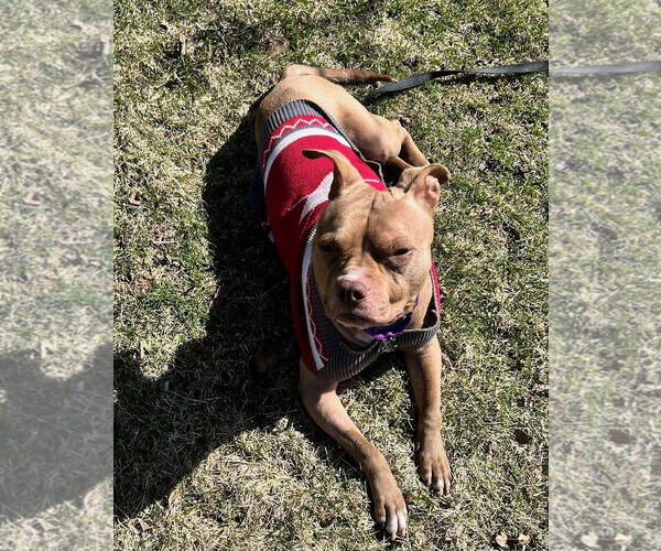 Medium Photo #8 American Pit Bull Terrier-Unknown Mix Puppy For Sale in Crete, IL, USA
