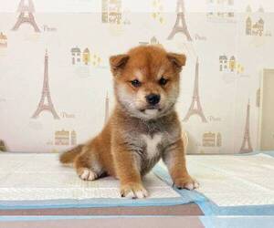 Shiba Inu Puppy for sale in TEMPLE CITY, CA, USA