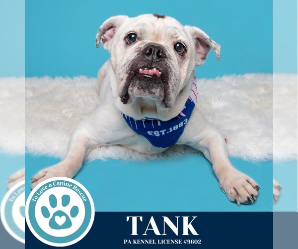 Medium Photo #4 Bulldog Puppy For Sale in Kimberton, PA, USA