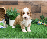 Small Photo #2 Goldendoodle mix (+ Poodle Miniature) Puppy For Sale in SYRACUSE, IN, USA
