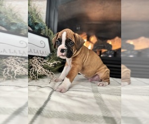 Boxer Puppy for Sale in BETHALTO, Illinois USA