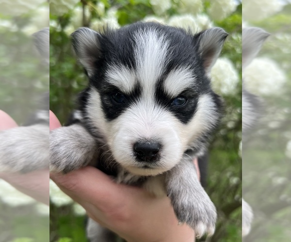Medium Photo #5 Pomsky Puppy For Sale in BAXTER, TN, USA