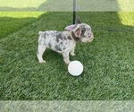 Small Photo #5 French Bulldog Puppy For Sale in RIVERSIDE, CA, USA