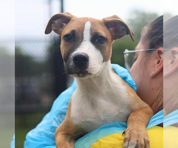 Medium Photo #1 American Staffordshire Terrier-Unknown Mix Puppy For Sale in San Antonio, TX, USA