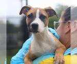 Small American Staffordshire Terrier Mix