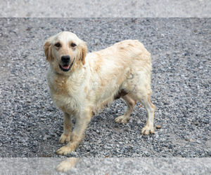 Mother of the English Cream Golden Retriever puppies born on 07/08/2025