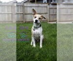 Small #3 Mutt