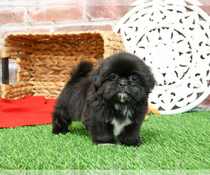 Shih Tzu Puppy for sale in SYRACUSE, IN, USA
