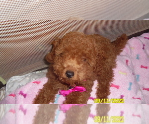 Poodle (Miniature) Puppy for sale in DULUTH, GA, USA