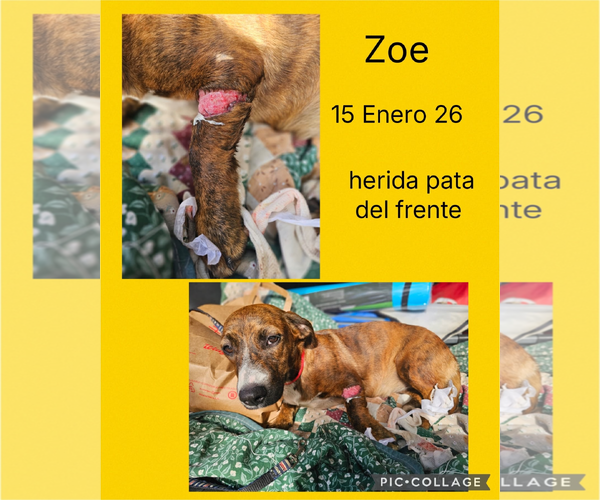 Medium Photo #2 Chihuahua-Unknown Mix Puppy For Sale in Virginia Beach, VA, USA