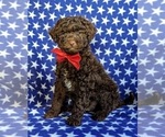 Small Photo #2 Poodle (Miniature)-Shepadoodle Mix Puppy For Sale in GLEN ROCK, PA, USA