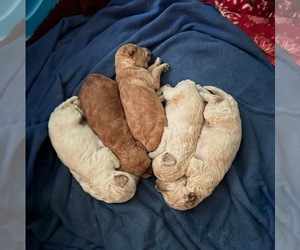 Goldendoodle Litter for sale in GUNNISON, CO, USA