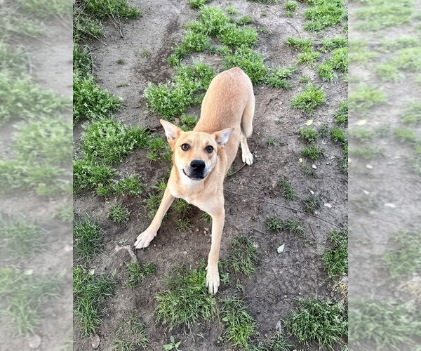 Medium Photo #4 Mutt Puppy For Sale in Boston, MA, USA