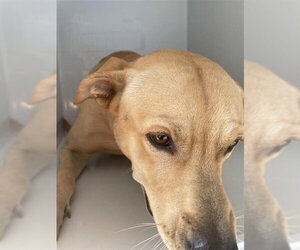 Labrador Retriever-Unknown Mix Dogs for adoption in Houston, TX, USA