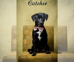 Labrador Retriever-Unknown Mix Dogs for adoption in North Myrtle Beach, SC, USA